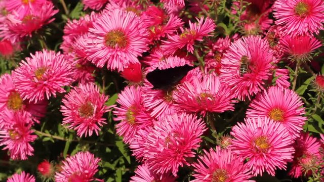 European peacock on astern flowers in a garden