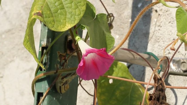 Flowering morning glory (Ipomoea) in a garden