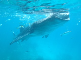 Fototapeta premium ジンベエザメ
