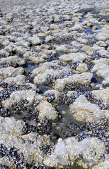 Miesmuscheln auf Felsengestein, bei Ebbe