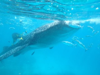 Fototapeta premium ジンベエザメ