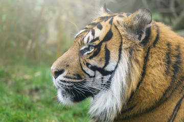Tiger im Seitenprofil in ruhiger Stimmung