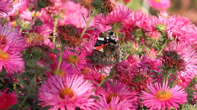 Red Admiral (Vanessa atalanta) sucks on the blossoms of asters