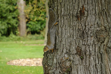 Grey squirrel on tree