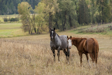 Horses in pasture.