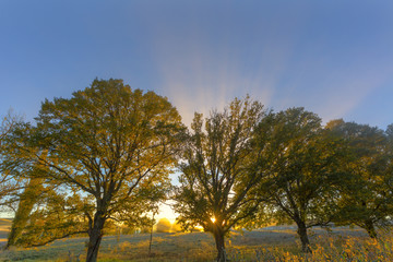 Rays of sunlight through autumn coloured trees