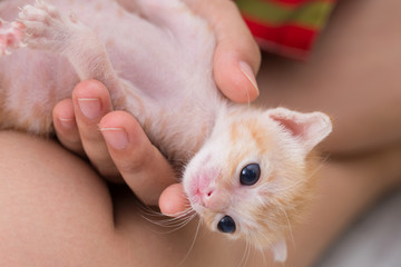 Feeding orphaned kitten with milk replacer