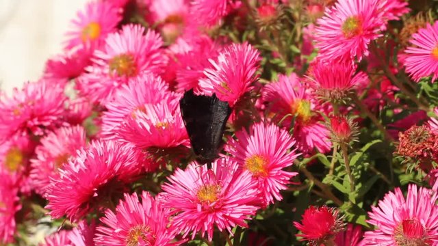 European peacock on astern flowers in a garden