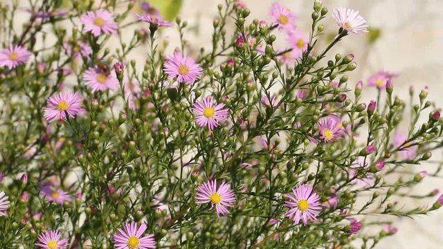 Flowering asters in a garden