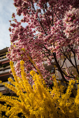 Springtime in Bolzano