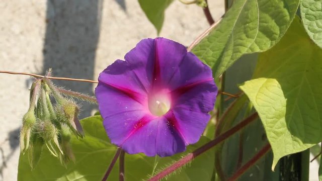 Flowering morning glory (Ipomoea) in a garden