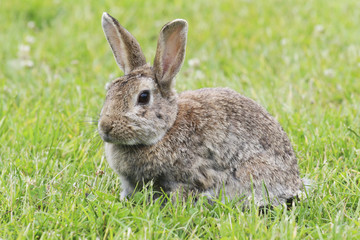 Hase