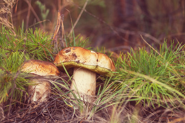Mushroom