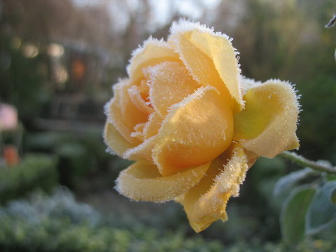 Gelbe Eisrose