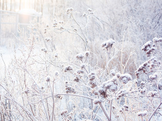 winter background. spikelets covered with frost