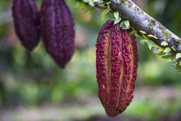 arboles de cacao 