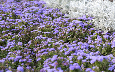 Fototapeta na wymiar Blue summer flower fields. Floral blur background