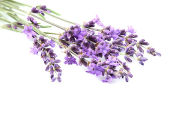 Fresh lavender flowers isolated.