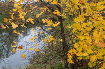 Obraz na płótnie Canvas Осенний пейзаж с видом пожелтевшего клена на берегу реки 