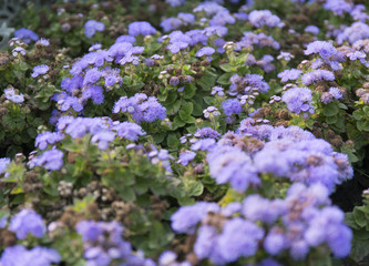 Obraz premium Blue summer flower fields. Floral blur background