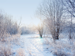 Winter forest landscape, beautiful nature, trees covered with frost