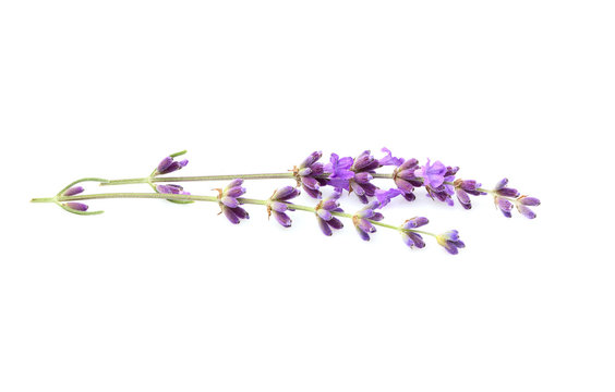 Fototapeta Branch of fresh lavender isolated.