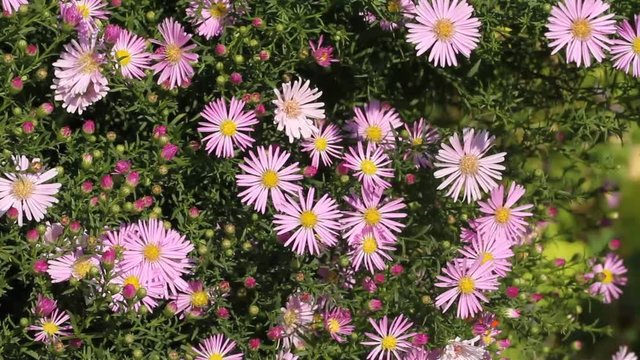Flowering asters in a garden