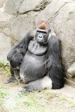 136 Best 雑食動物 Images Stock Photos Vectors Adobe Stock