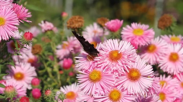 Comma (Polygonia c-album ) sucks on the blossoms of asters