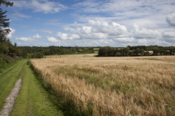 Fototapeta premium Fields in Denmark