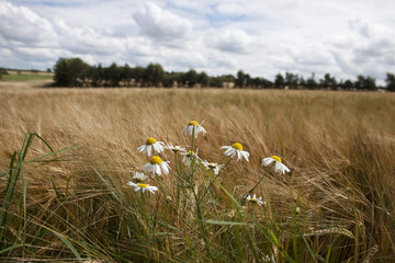 summer flower in field