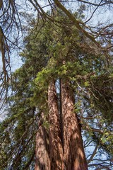 Tronco di quercia secolare