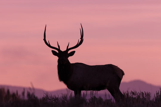 Fototapeta Bull Elk Silhouetted at Sunrise