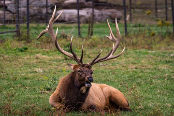 Elk