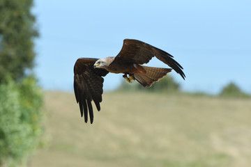 aigle
