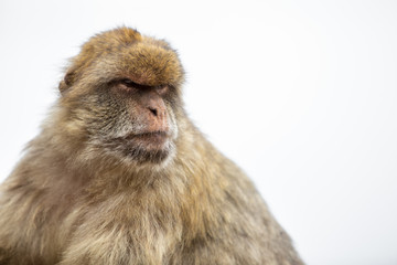 Portraits of a Monkey