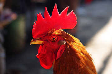 The head of the cock, India - 123365399
