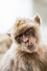 Portraits of a Monkey