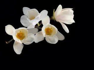 Fototapeten Magnolie Beautiful white magnolia flower blooming on black background  © swisty242