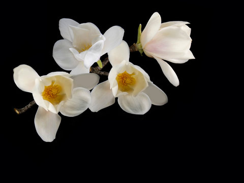 Fototapeta Beautiful white magnolia flower blooming on black background