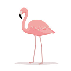 Fototapeta premium Pink flamingo vector illustration isolated on white background. 