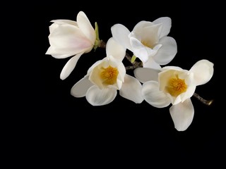 Beautiful white magnolia flower blooming on black background