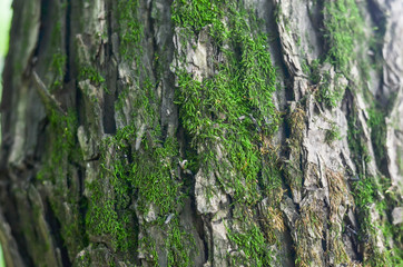 texture, gray bark of an old tree, moss