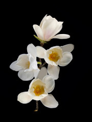 Beautiful white magnolia flower blooming on black background