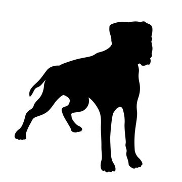 Boxer Dog realistic vector illustration black silhouette