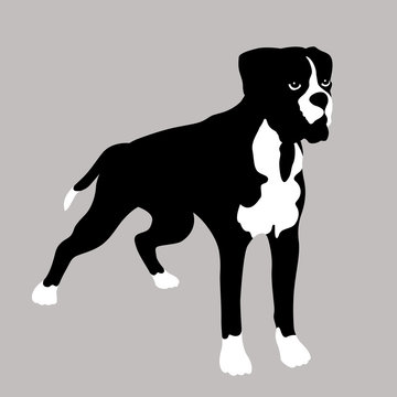 Boxer Dog realistic vector illustration