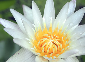 White lotus flower in morning light, Selective focus and Close up image