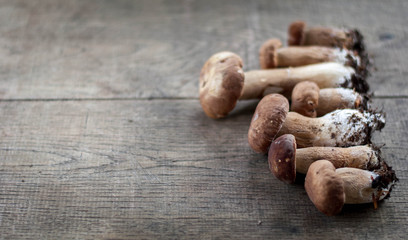 porcini mushroom on wooden background