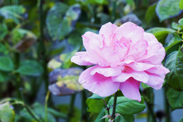 Wild pink rose