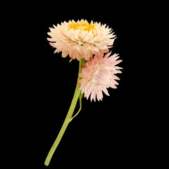 Strawflower with stalk on a black background